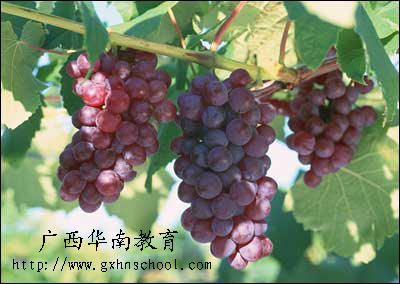 ����������Ŷ�������